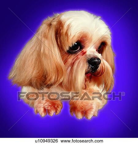 dogs, canine, domestic animals, head and paws view, tame, pets, pensive View Large Photo Image Stock Photograph - dogs, canine, domestic animals, head and paws view, tame, pets, pensive. Fotosearch