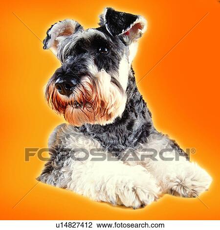 dogs, pets, canine, lying down, alert, black and white, white forefeet View Large Photo Image Stock Image - dogs, pets, canine, lying down, alert, black and white, white forefeet. Fotosearch