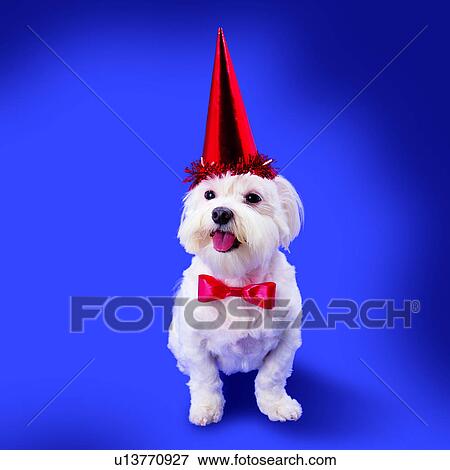 Stock Photo - dogs, red, animals, domestic animals, clown hat, black eyes and nose, white. Fotosearch