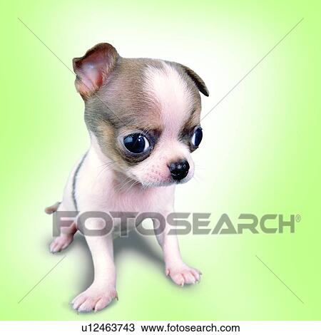 dogs, tame, domestic animals, Chihuahua, pets, ear turned out, spotted View Large Photo Image Stock Image - dogs, tame, domestic animals, Chihuahua, pets, ear turned out, spotted. Fotosearch