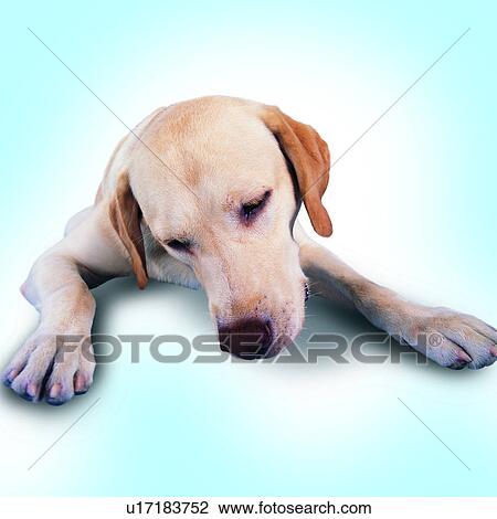 Stock Image - dogs, tame, paws, standing, sniffing, domestic animals, pets. Fotosearch