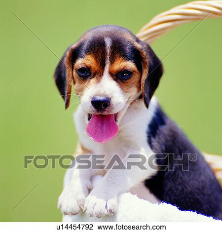 dogs, white, perched, canine, basket, playful, animals View Large Photo Image Stock Image - dogs, white, perched, canine, basket, playful, animals. Fotosearch
