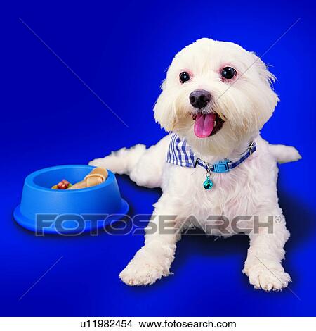 Picture - domestic animals, lying on stomach, dogs, handkerchief, rear feet sticking out, scarf, canine. Fotosearch