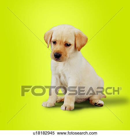 domestic animals, pensive, tame, dogs, canine, Golden Retriever, pets View Large Photo Image Stock Photography - domestic animals, pensive, tame, dogs, canine, Golden Retriever, pets. Fotosearch