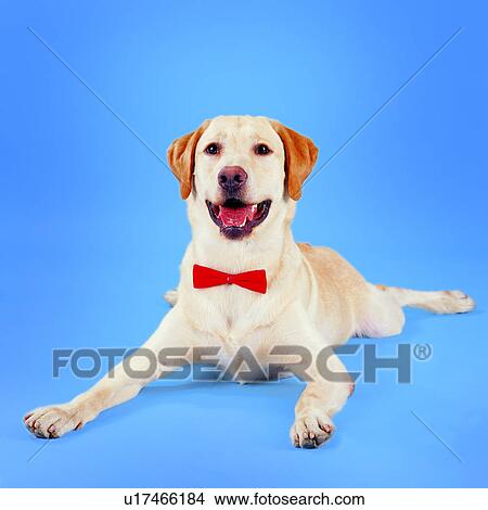 Picture - domestic animals, red, animals, white, spread front legs, dogs, bow tie. Fotosearch