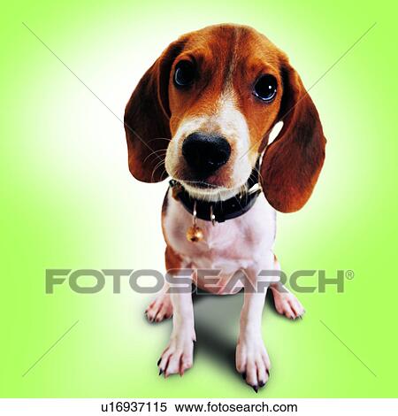 Stock Photography - domestic animals, tame, brown velvety ears, quiet, dogs, pets, canine. Fotosearch