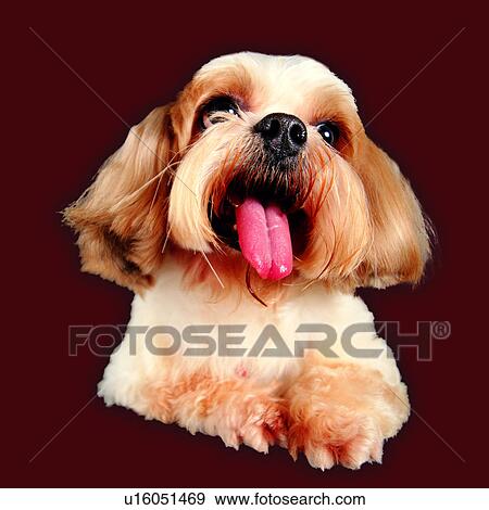 Stock Photo - domestic animals, tame, panting, pink tongue, canine, pets, animals. Fotosearch