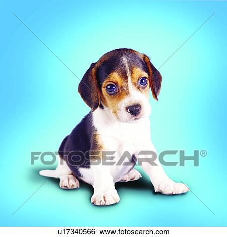 Stock Photograph - domestic animals, tame, quiet, white, Beale, black. Fotosearch