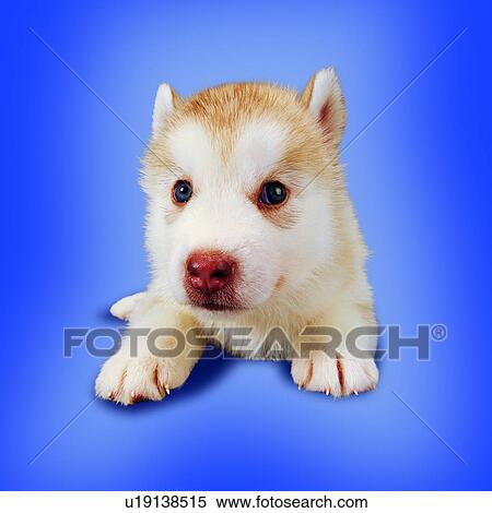 domestic animals, tame, white and beige, lying down, alert, canine, attentive View Large Photo Image Stock Photography - domestic animals, tame, white and beige, lying down, alert, canine, attentive. Fotosearch