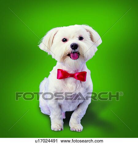 Stock Image - domestic animals, trimmed ears, pets, red bow tie, black button eyes and nose, pink tongue, canine. Fotosearch
