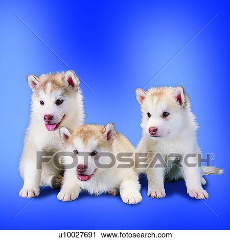 focused, canine, attentive, contemplative, pets, dogs View Large Photo Image Stock Image - focused, canine, attentive, contemplative, pets, dogs. Fotosearch