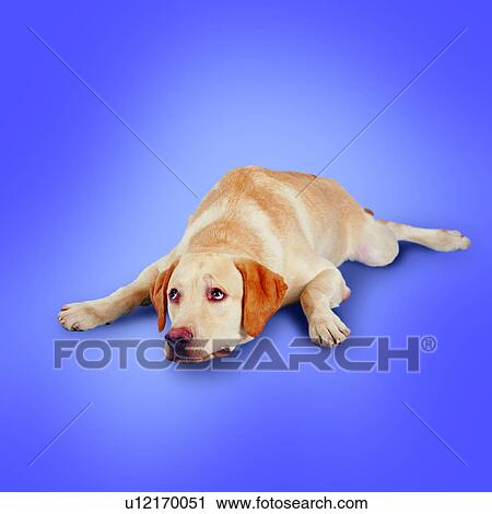 Stock Image - guilty, domestic animals, canine, dogs, lying down, worried, eyes askew. Fotosearch