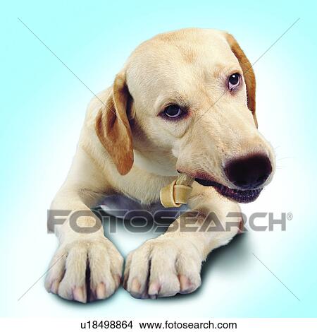Picture - head and front legs, sniffing, tame, canine, domestic animals, hound, rawhide bone. Fotosearch
