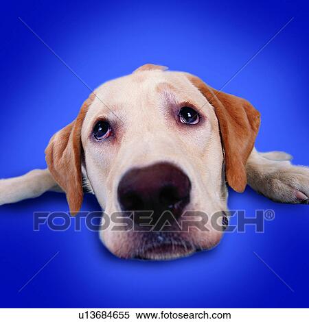 head view, dogs, tame, lying down, pets, animals, guilty View Large Photo Image Stock Photography - head view, dogs, tame, lying down, pets, animals, guilty. Fotosearch