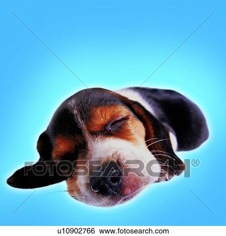 Stock Photograph - head view, pets, canine, black, animals, lying down, puppy. Fotosearch