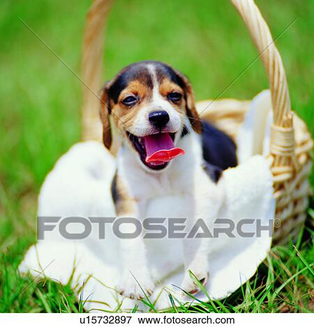 hound, pink tongue, panting, basket, animals, towel, domestic animals View Large Photo Image Stock Photo - hound, pink tongue, panting, basket, animals, towel, domestic animals. Fotosearch