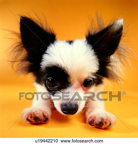 Stock Image - lying on stomach, black and white, canine, alert, puppy, fuzzy, tame. Fotosearch