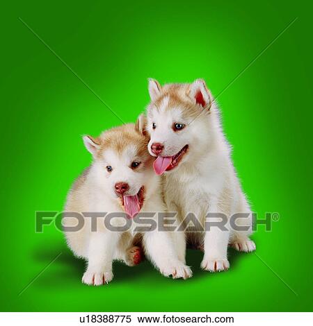 Stock Photography - pets, canine, sitting, pink tongues, animals, playing. Fotosearch