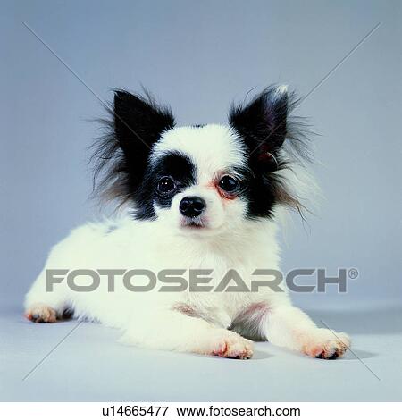 pets, domestic animals, fuzzy ears, dogs, tame, puppy, animals View Large Photo Image Stock Photo - pets, domestic animals, fuzzy ears, dogs, tame, puppy, animals. Fotosearch