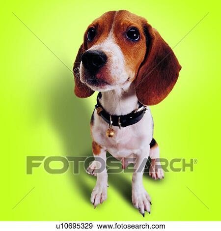 pets, domestic animals, sitting, animals, canine, sniffing, collar with ball View Large Photo Image Stock Photo - pets, domestic animals, sitting, animals, canine, sniffing, collar with ball. Fotosearch