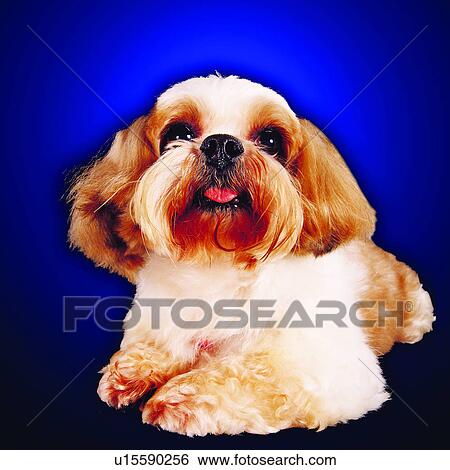 pets, tame, canine, lying on stomach, soft, domestic animals, animals View Large Photo Image Stock Photograph - pets, tame, canine, lying on stomach, soft, domestic animals, animals. Fotosearch