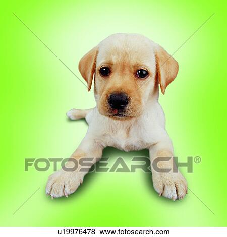 pets, tame, contemplative, canine, dogs, spread eagle, head and shoulder view View Large Photo Image Stock Photo - pets, tame, contemplative, canine, dogs, spread eagle, head and shoulder view. Fotosearch