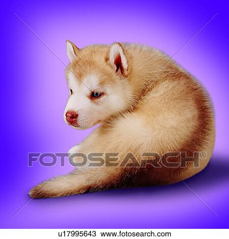 Stock Image - puppy, darker band, quiet, tame, white and beige, animals, crouched. Fotosearch