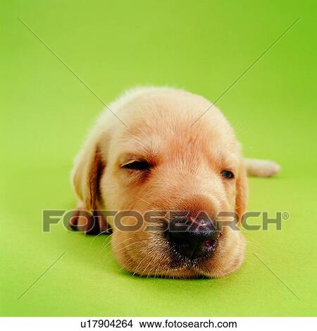 Picture - puppy, pets, tame, head view, sleeping, relaxed, animals. Fotosearch