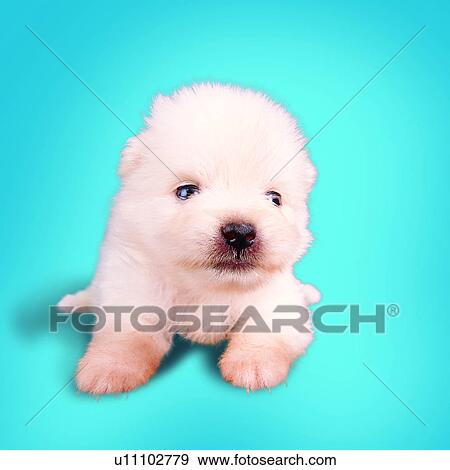 puppy, pets, tame, soft, white, lying on stomach, dogs View Large Photo Image Stock Photo - puppy, pets, tame, soft, white, lying on stomach, dogs. Fotosearch