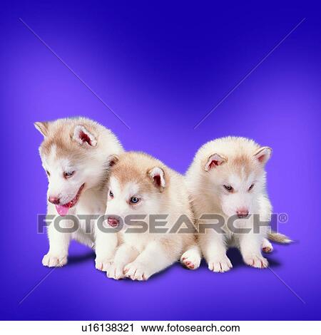 sitting, domestic animals, dogs, attentive, animals, tame View Large Photo Image Stock Image - sitting, domestic animals, dogs, attentive, animals, tame. Fotosearch
