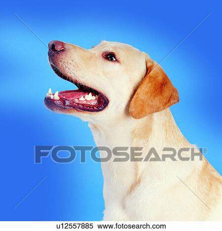 smiling, canine, tame, dogs, pets, domestic animals, profile View Large Photo Image Stock Photography - smiling, canine, tame, dogs, pets, domestic animals, profile. Fotosearch