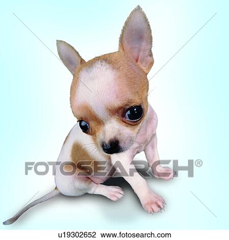 spotted, Chihuahua, tame, dogs, pets, animals View Large Photo Image Stock Image - spotted, Chihuahua, tame, dogs, pets, animals. Fotosearch