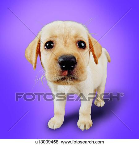 standing, animals, dogs, pets, puppy, sniffing, curious View Large Photo Image Stock Photo - standing, animals, dogs, pets, puppy, sniffing, curious. Fotosearch