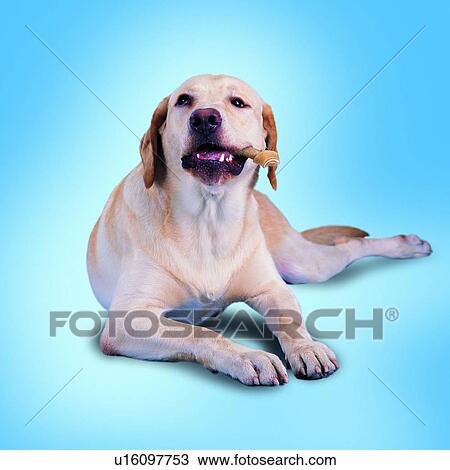 tame, chewing, dogs, canine, domestic animals, lying down, animals View Large Photo Image Stock Image - tame, chewing, dogs, canine, domestic animals, lying down, animals. Fotosearch