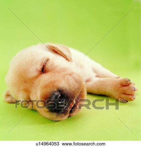 tame, dogs, sleeping, pets, animals, canine, domestic animals View Large Photo Image Stock Image - tame, dogs, sleeping, pets, animals, canine, domestic animals. Fotosearch