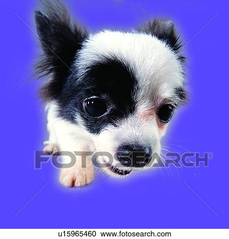 Stock Image - tame, dogs, stalking, canine, black and white, Butterfly Spaniel, domestic animals. Fotosearch