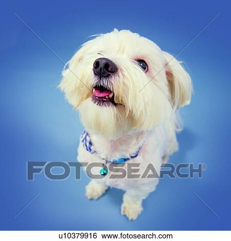 tame, nose tipped up, black nose, dogs, pink tongue, Maltese, sniffing View Large Photo Image Stock Photograph - tame, nose tipped up, black nose, dogs, pink tongue, Maltese, sniffing. Fotosearch