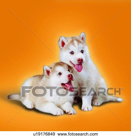 Stock Photo - tame, puppies, portrait, panting, attentive, pets, animals. Fotosearch