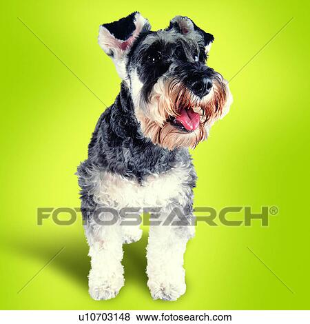 tame, sitting, canine, white paws, dogs, pets View Large Photo Image Stock Photo - tame, sitting, canine, white paws, dogs, pets. Fotosearch