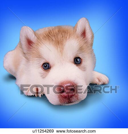 white and beige, domestic animals, lying down, canine, tame, head, dogs View Large Photo Image Stock Photo - white and beige, domestic animals, lying down, canine, tame, head, dogs. Fotosearch