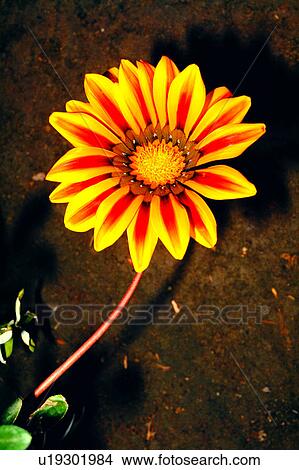 Picture - chrysanthemum, plant, flowers, flower, nature, Flowers Romance. Fotosearch