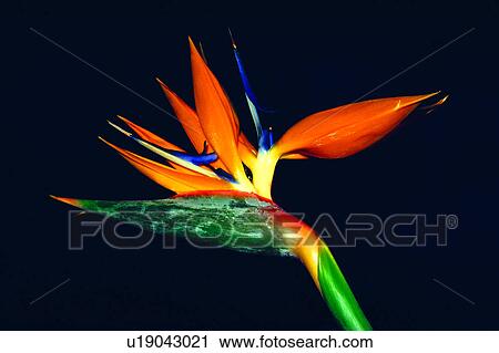 flower, bird Of paradise, nature, plant, flowers, Flowers Romance View Large Photo Image Stock Image - flower, bird Of paradise, nature, plant, flowers, Flowers Romance. Fotosearch
