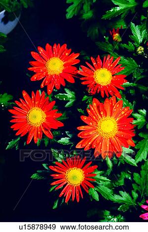 Stock Photo - flower, chrysanthemum, flowers, nature, plant, Flowers Romance. Fotosearch