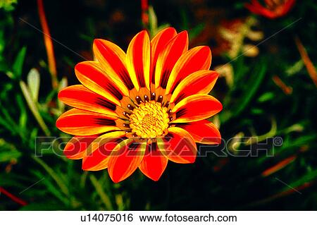 Stock Photograph - flower, chrysanthemum, Flowers Romance, plant, flowers, nature. Fotosearch