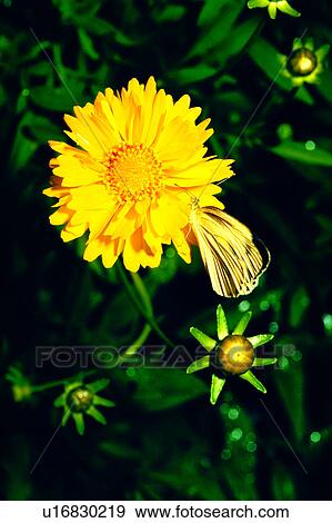Stock Photo - flower, chrysanthemum, nature, plant, Flowers Romance, flowers. Fotosearch