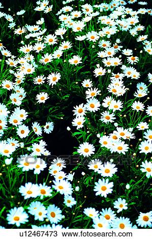 flower, flowers, Flowers Romance, nature, plant View Large Photo Image Stock Image - flower, flowers, Flowers Romance, nature, plant. Fotosearch