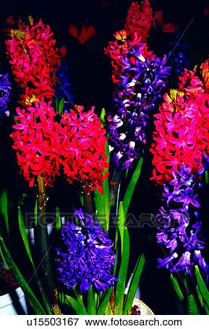 Stock Photo - flower, flowers, nature, Flowers Romance, plant. Fotosearch