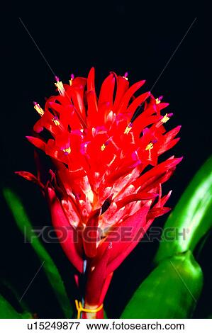 Stock Photo - flower, flowers, plant, nature, Flowers Romance. Fotosearch