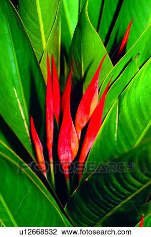 Stock Image - flower, Flowers Romance, flowers, plant, nature. Fotosearch