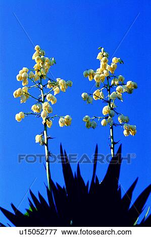 flower, Flowers Romance, flowers, plant, nature View Large Photo Image Stock Photo - flower, Flowers Romance, flowers, plant, nature. Fotosearch